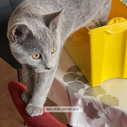 Foto 3/3 AYA Chat perdido en Montelimar