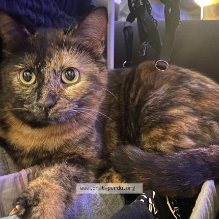 Foto 1/1 Clochette Chat perdido en Illiers combray