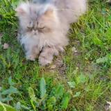 Foto del gato perdido en Villeneuve Sur Lot