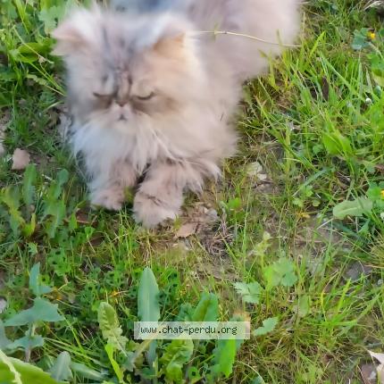 Foto 1/1 Pikachu Chat perdido en Villeneuve sur lot