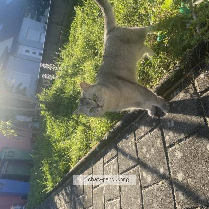 Foto 1/1 Ela Chat perdido en Wittenheim