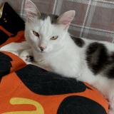 Foto del gato perdido en Le Haillan