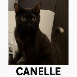 Foto del gato perdido en Repentigny