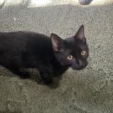 Foto de gato encontrado en Howey In The Hills