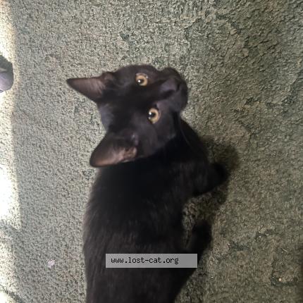 Foto 1/1 Gato encontrado Encontrado en Howey in the hills