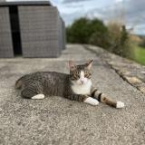 Foto del gato perdido en Montpellier