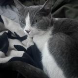 Foto del gato perdido en Gilbert