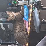 Foto del gato perdido en Castres