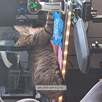 Foto 1/1 Nala Chat perdido en Castres