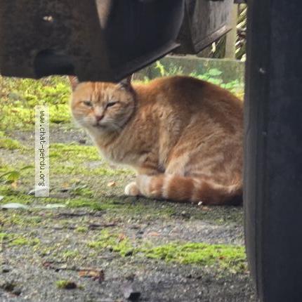 Foto 1/1 Gato encontrado Encontrado en Ormes