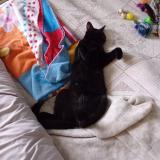 Foto del gato perdido en Decize