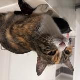 Foto de gato encontrado en Bourgoin Jallieu 38