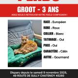 Foto del gato perdido en Chatenoy