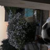 Foto del gato perdido en Marseille