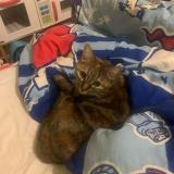 Foto del gato perdido en Availles Limouzine