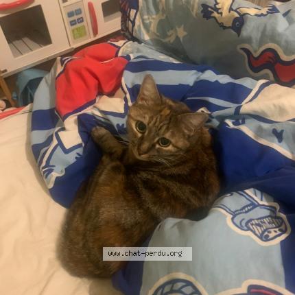 Foto 1/1 Mila Chat perdido en Availles limouzine