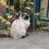 Foto de gato encontrado en Bordeaux