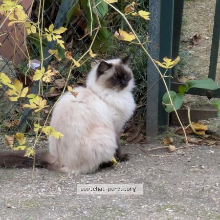 Foto 1/1 Gato encontrado Encontrado en Bordeaux