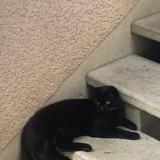 Foto del gato perdido en Tournan En Brie