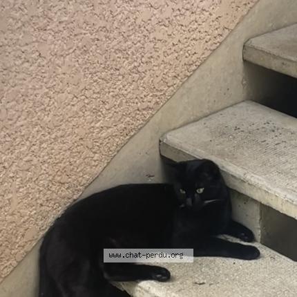 Foto 1/1 Chado Chat perdido en Tournan en brie