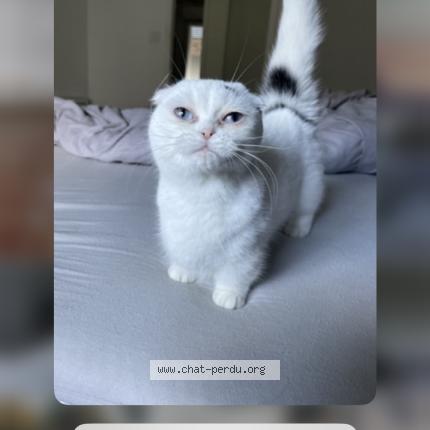 Foto 1/1 Tulipe Chat perdido en Le pizou