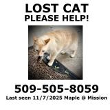 Foto del gato perdido en Spokane