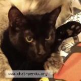 Foto del gato perdido en Valence