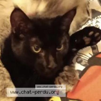 Foto 1/1 Bagheera Chat perdido en Valence