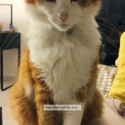 Foto 1/1 Gus Chat perdido en Begles