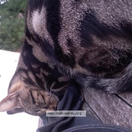 Foto 1/1 Ulysse Chat perdido en Salans