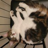 Foto del gato perdido en Bedarrides