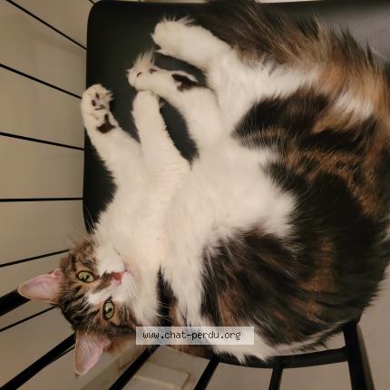 Foto 1/1 Yumi Chat perdido en Bedarrides