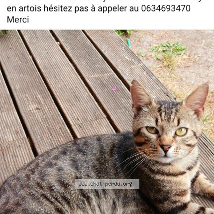 Foto 1/1 Wilson Chat perdido en Vitry en artois