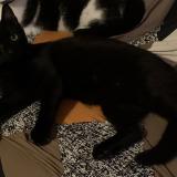 Foto del gato perdido en Forges