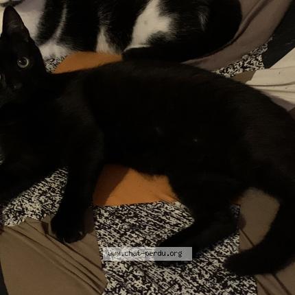 Foto 1/1 ZEUS Chat perdido en Forges