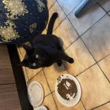 Foto del gato perdido en Carcassonne