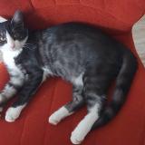 Foto del gato perdido en Tours