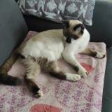 Foto del gato perdido en Ternay