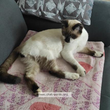 Foto 1/1 Aramis Chat perdido en Ternay