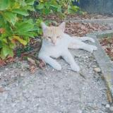 Foto del gato perdido en Saint Maurice L Exil