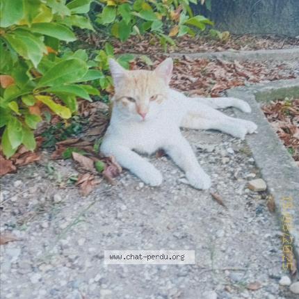 Foto 1/1 Manouche Chat perdido en Saint maurice l exil