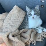 Foto del gato perdido en Issoudun