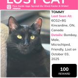 Foto del gato perdido en Tiverton