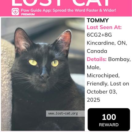 Foto 1/1 Tommy Chat perdido en Tiverton