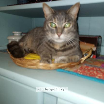 Foto 1/1 Ulysse Chat perdido en Le mesnilbus