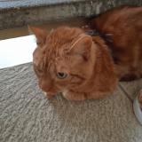 Foto del gato perdido en Sens