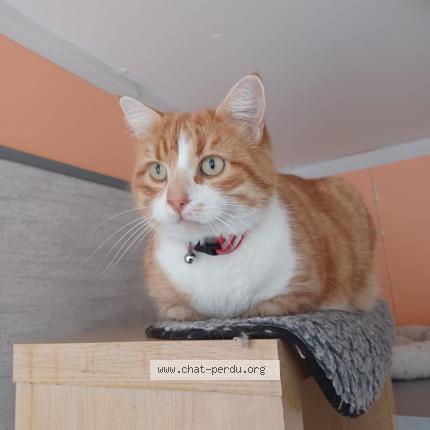 Foto 1/1 TOLEDO Chat perdido en Hiers brouage