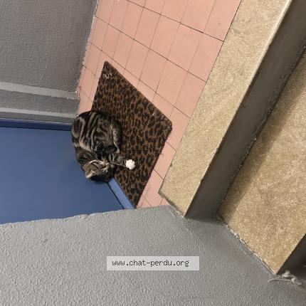 Foto 1/1 Gato encontrado Encontrado en Orleans