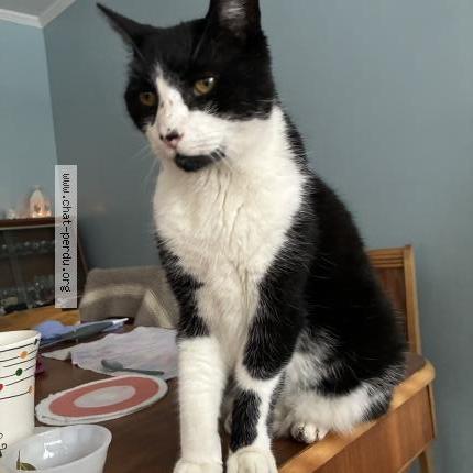 Foto 1/1 Gato encontrado Encontrado en Greenfield park