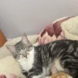 Foto del gato perdido en Flers